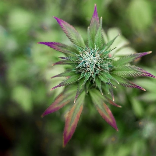 Huile de cbd pressée à froid : une révolution dans le bien-être naturel